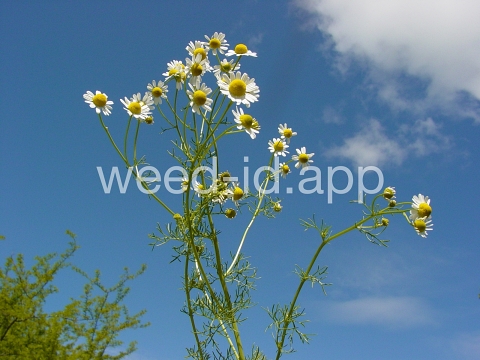 chamomile, wild